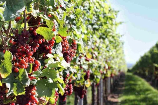 Degusta los mejores vinos de Burdeos en una ruta por las bodegas de la región francesa