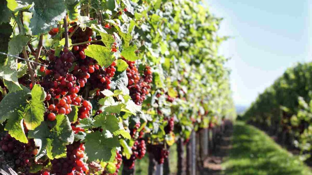 Degusta los mejores vinos de Burdeos en una ruta por las bodegas de la región francesa